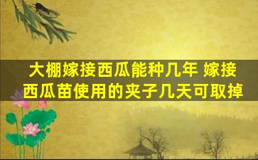 大棚嫁接西瓜能种几年 嫁接西瓜苗使用的夹子几天可取掉